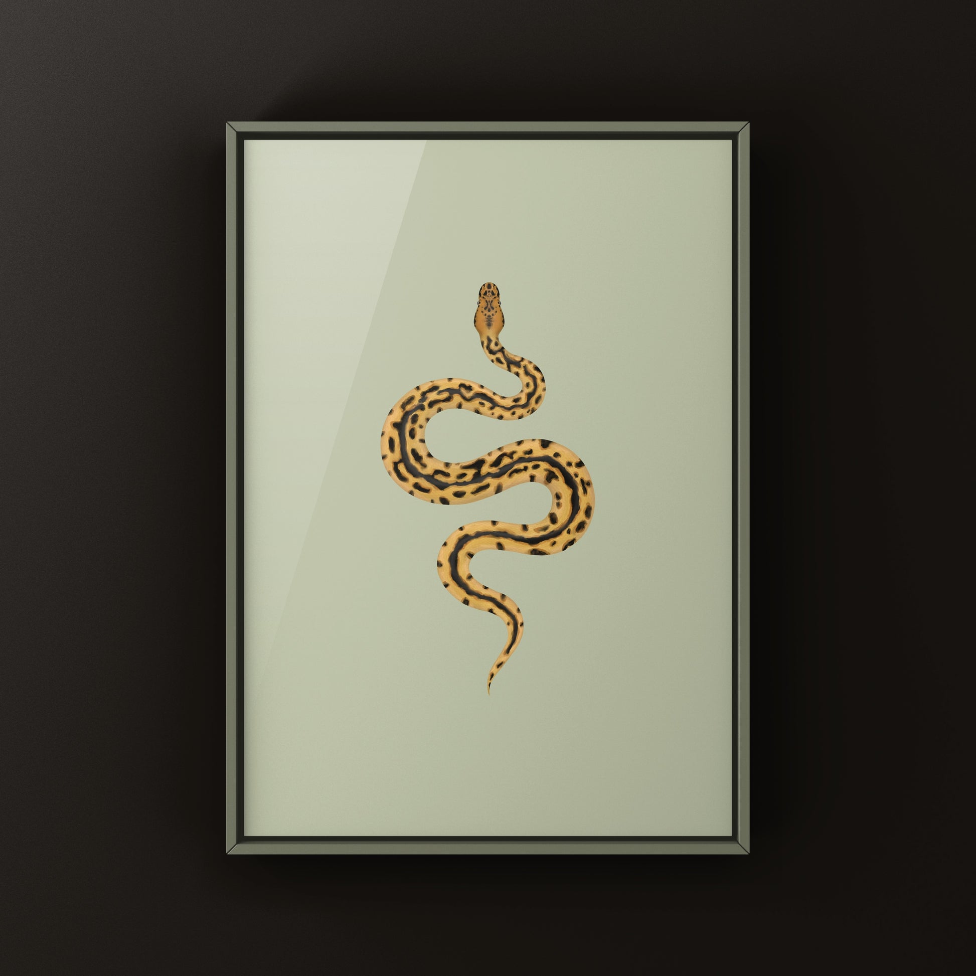 Batman Ball Python (Python regius) Art Print from The Silk Ranch