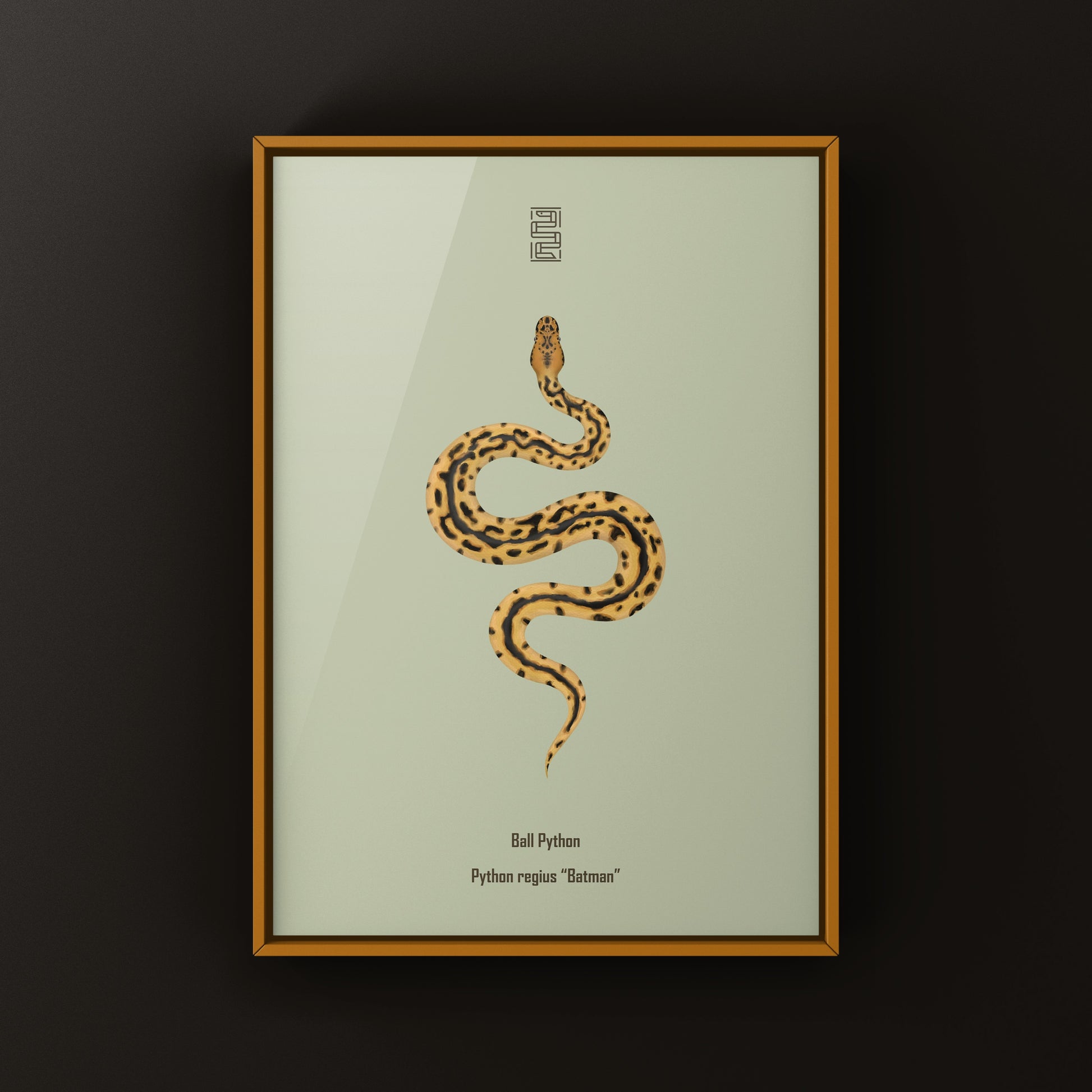Batman Ball Python (Python regius) Art Print from The Silk Ranch