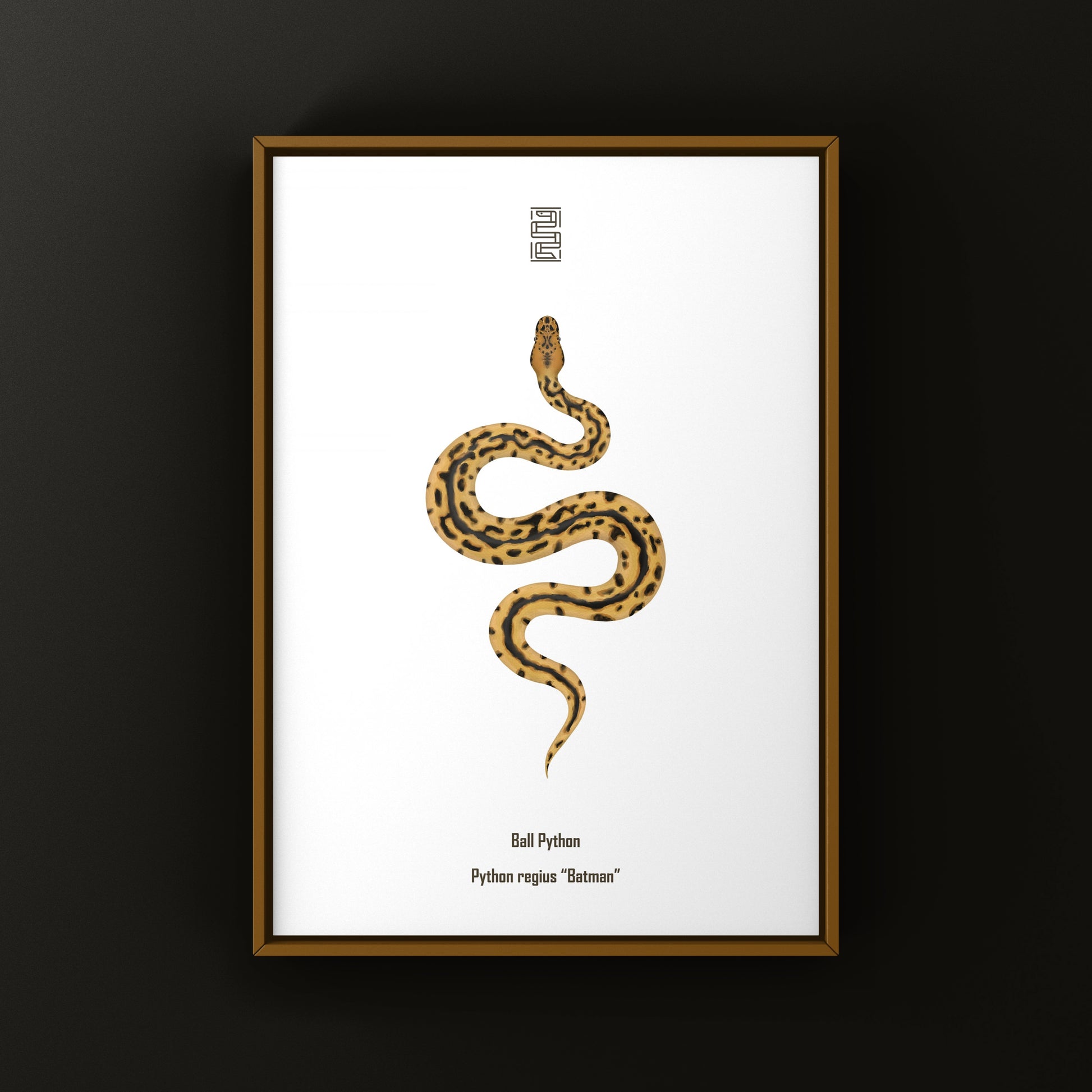 Batman Ball Python (Python regius) Art Print from The Silk Ranch