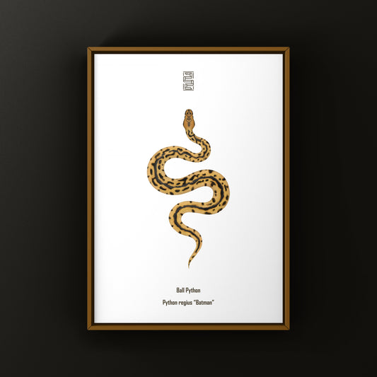 Batman Ball Python (Python regius) Art Print from The Silk Ranch