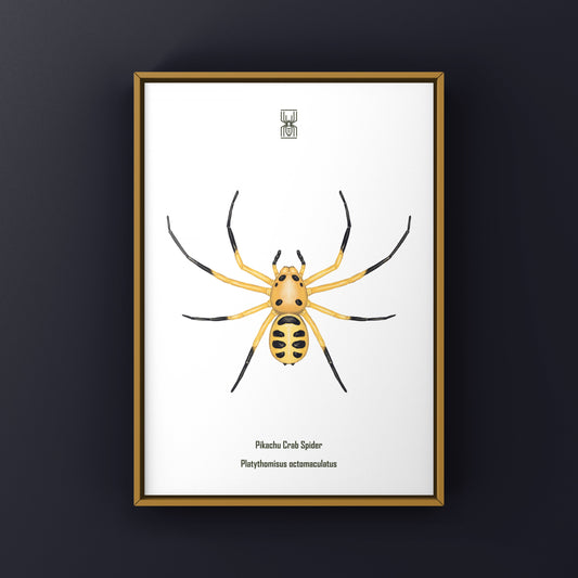 Pikachu Crab Spider (Platythomisus octomaculatus) Art Print from The Silk Ranch