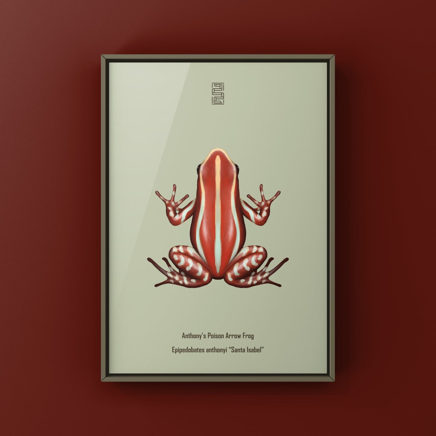 Anthony’s Poison Arrow Frog (Epipedobates anthonyi “Santa Isabel”) Art Print from The Silk Ranch