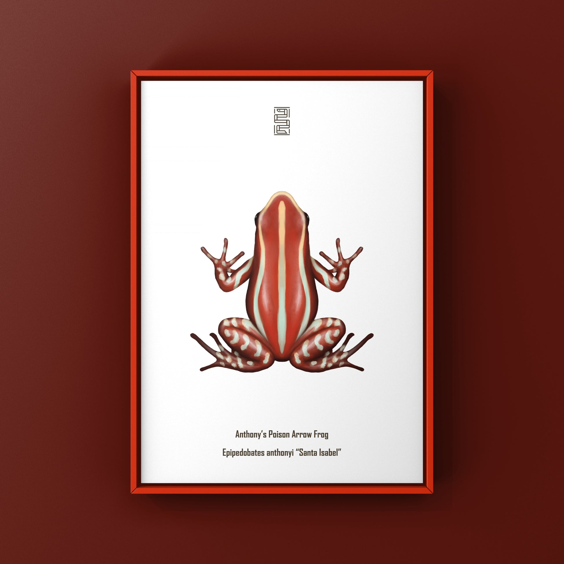 Anthony’s Poison Arrow Frog (Epipedobates anthonyi “Santa Isabel”) Art Print from The Silk Ranch