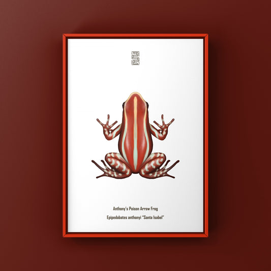 Anthony’s Poison Arrow Frog (Epipedobates anthonyi “Santa Isabel”) Art Print from The Silk Ranch