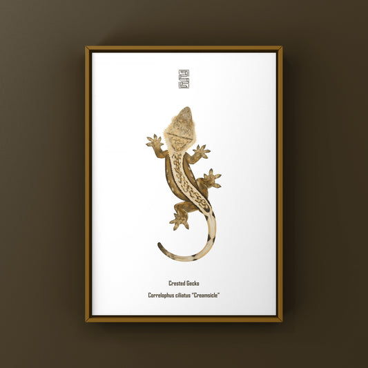 Creamsicle Crested Gecko Art Print from The Silk Ranch