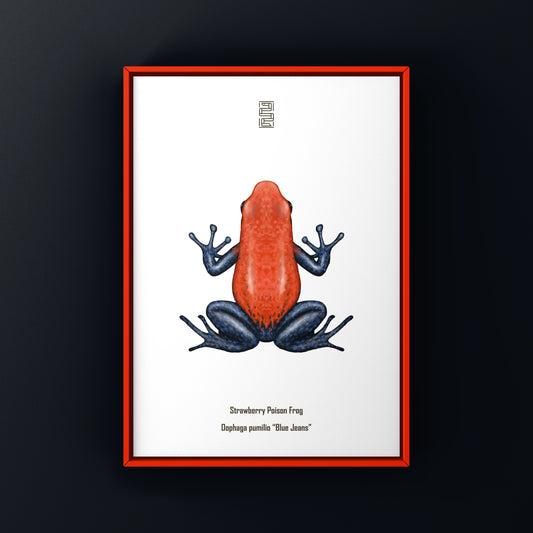 Blue Jeans strawberry poison frog art print by The Silk Ranch, featuring Oophaga pumilio in vivid blue and red tones