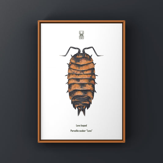 Lava Isopod (Porcellio scaber “Lava”) Art Print from The Silk Ranch
