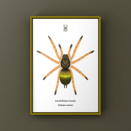 Emerald Skeleton Tarantula Spiderling (Ephebopus uatuman) Art Print from The Silk Ranch