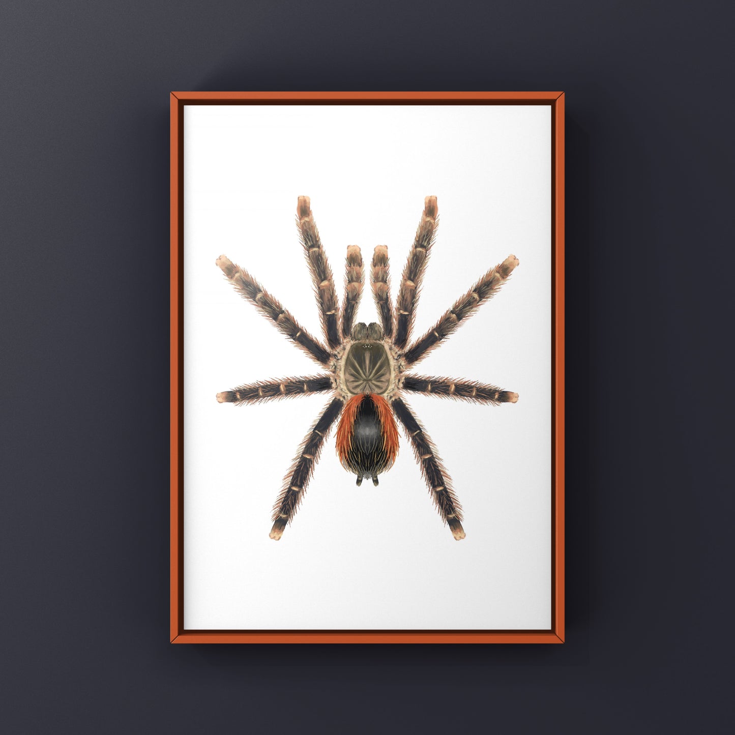 Red Sided Pinktoe Tarantula art print by The Silk Ranch showing detailed illustration of Avicularia hirschii with vibrant pink and red markings.