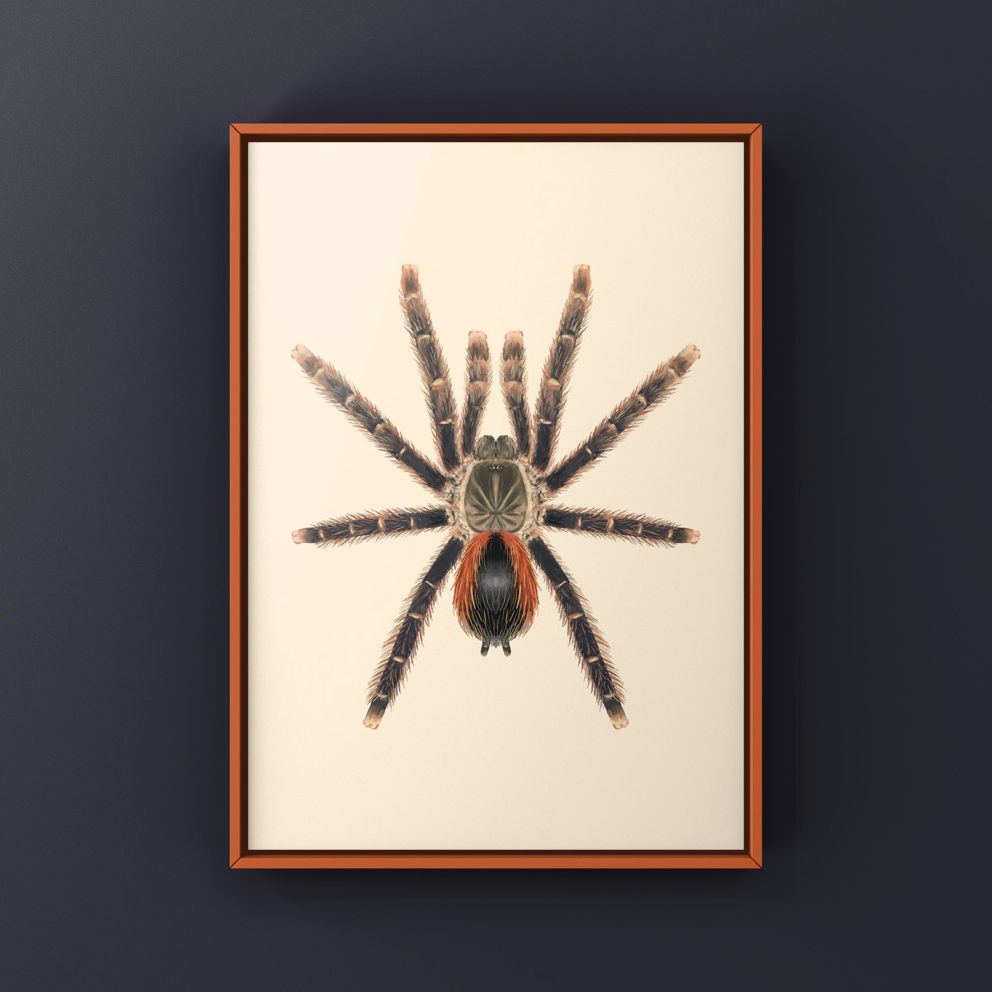 Pinktoe tarantula art print featuring a red-sided Avicularia hirschii spider on a neutral background.