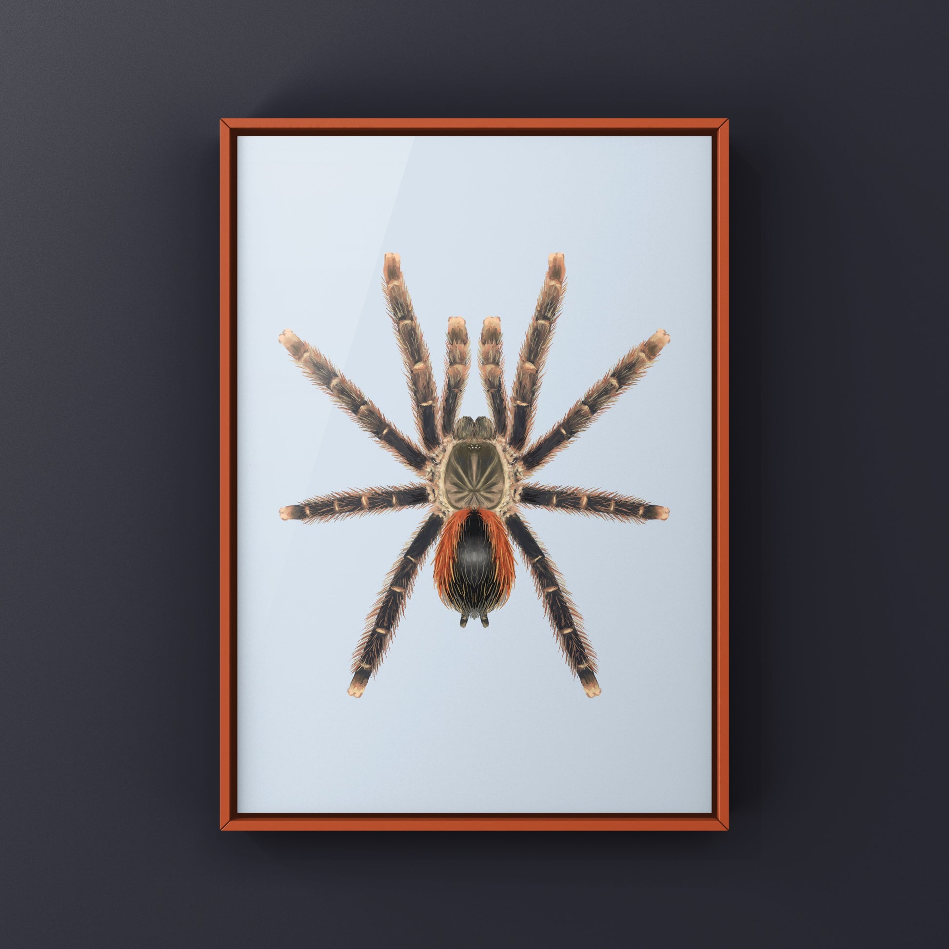 Red Sided Pinktoe Tarantula art print featuring vibrant pink and red hues, showcasing detailed spider illustrations by The Silk Ranch.