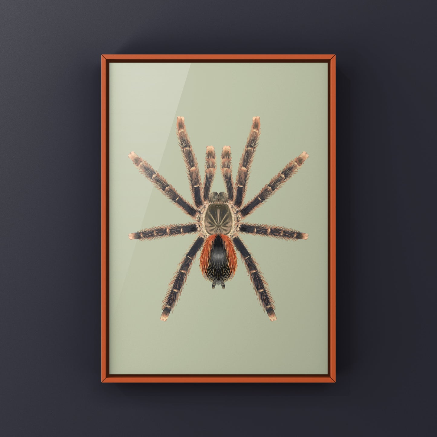 Red Sided Pinktoe Tarantula art print by The Silk Ranch, showcasing detailed illustration of Avicularia hirschii with vibrant colors.
