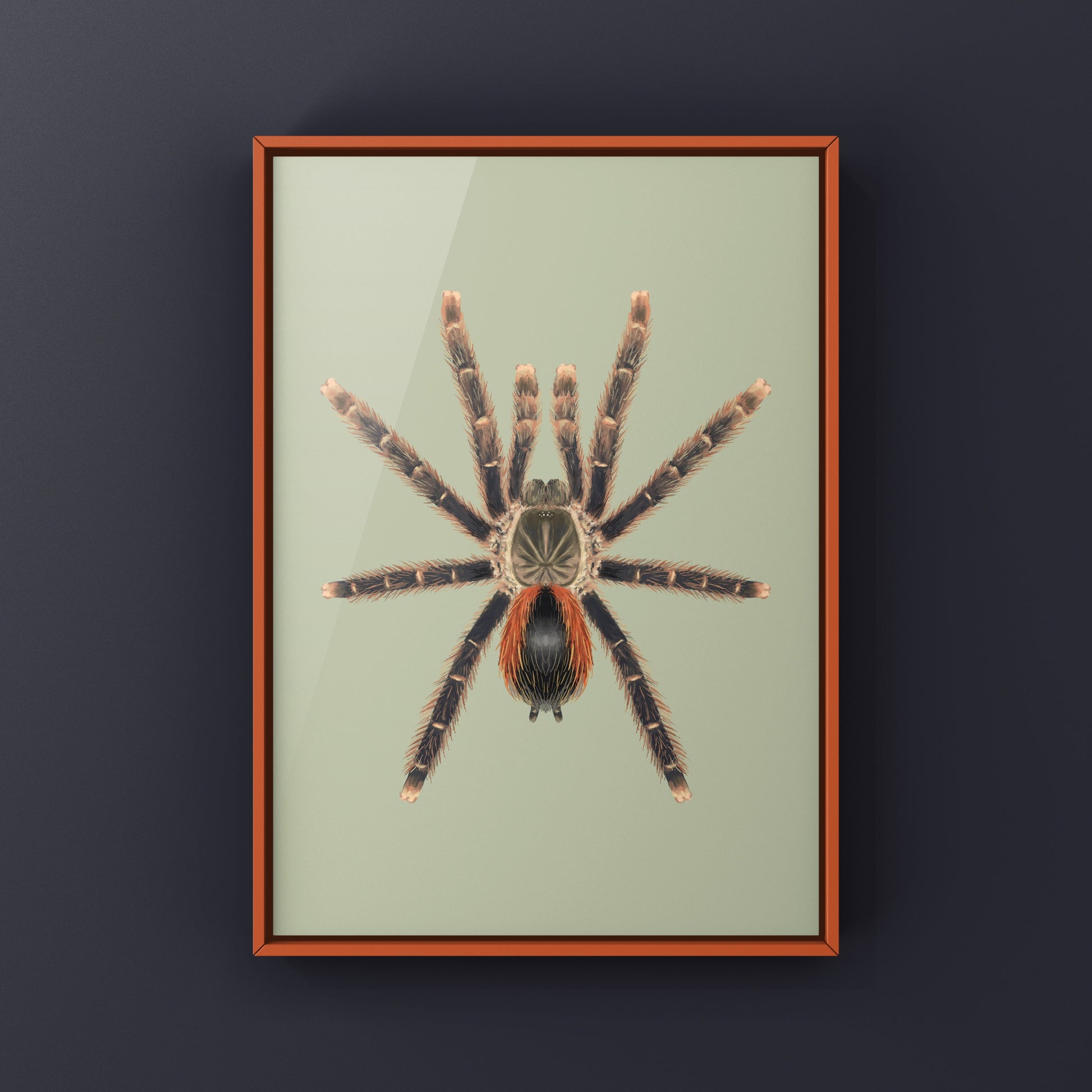 Red Sided Pinktoe Tarantula art print by The Silk Ranch, showcasing detailed illustration of Avicularia hirschii with vibrant colors.