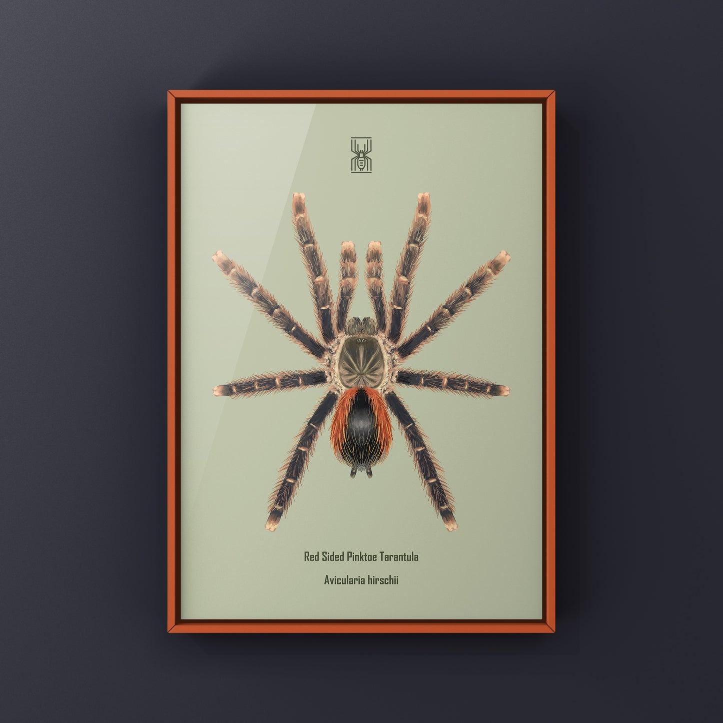 Pinktoe tarantula art print featuring a red-sided Avicularia hirschii, showcasing vibrant colors and detailed spider artwork.
