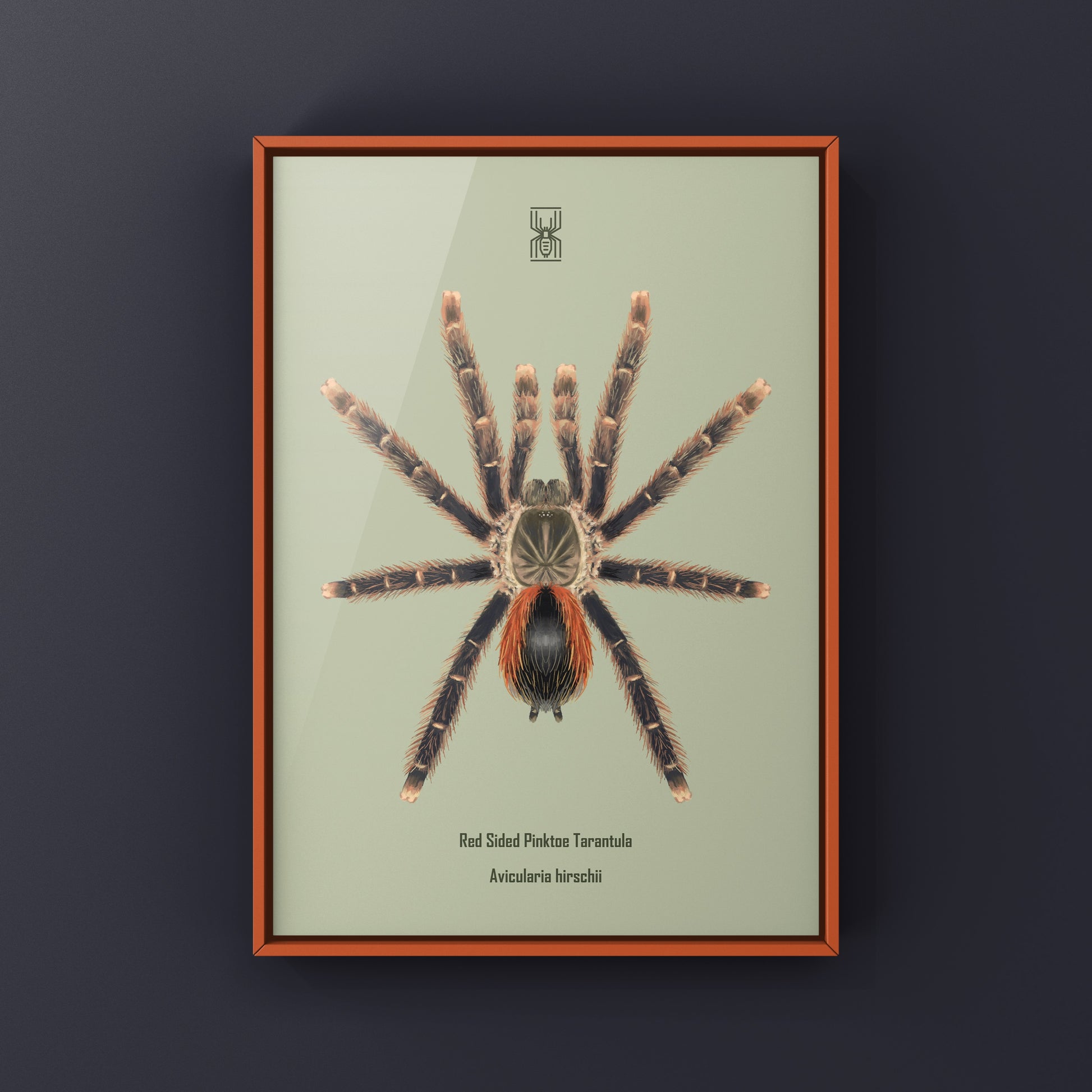 Pinktoe tarantula art print featuring a red-sided Avicularia hirschii, showcasing vibrant colors and detailed spider artwork.
