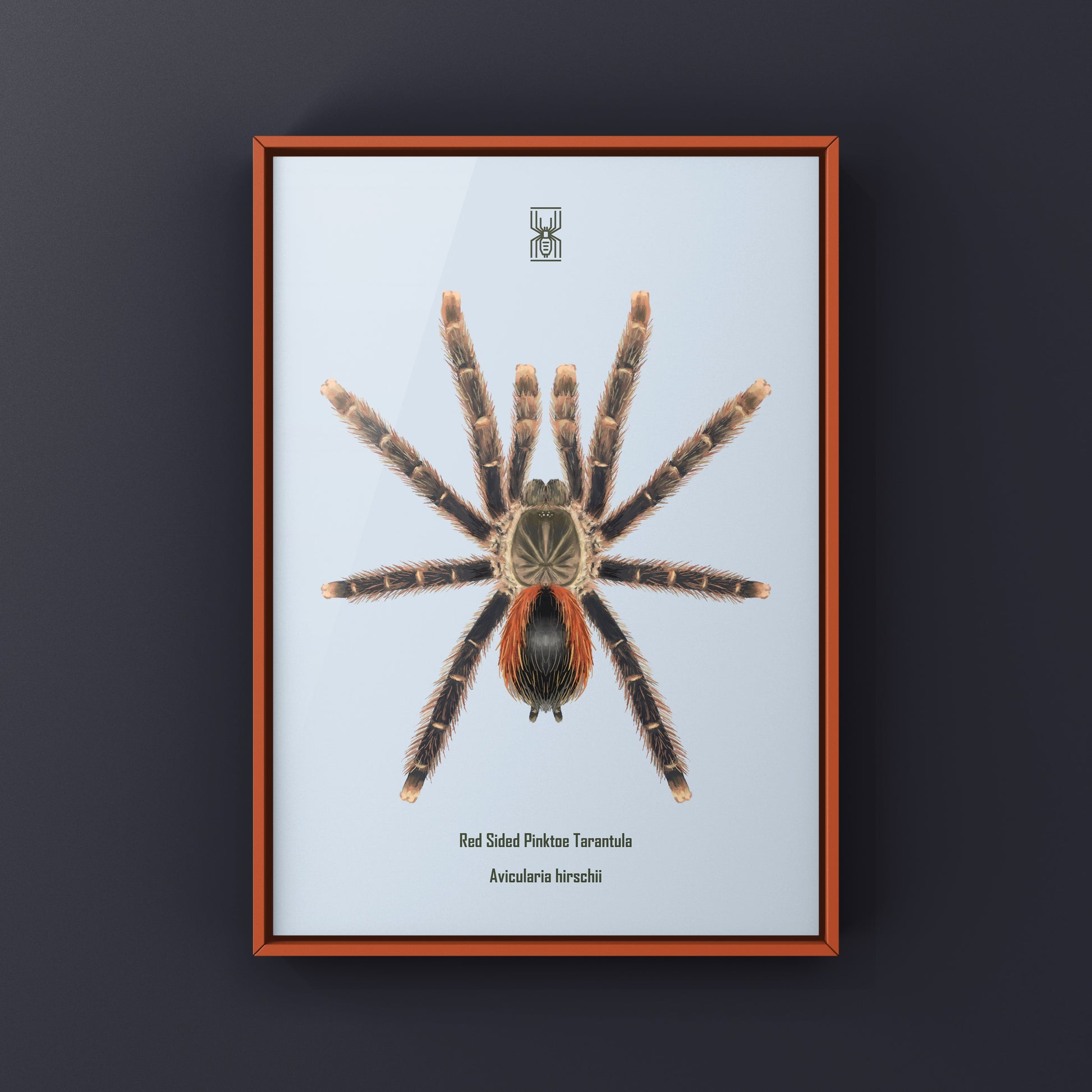 Pinktoe Tarantula art print featuring a red-sided Avicularia hirschii, showcasing vibrant colors and detailed spider illustration.