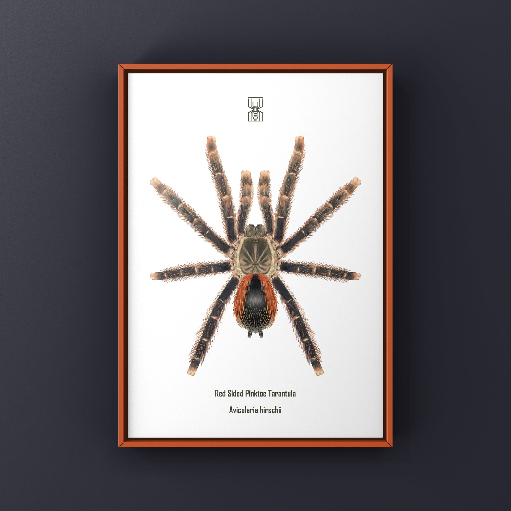 Red sided Pinktoe Tarantula art print by The Silk Ranch showing detailed illustration of Avicularia hirschii on white background.