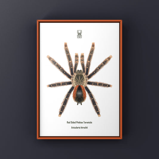 Red Sided Pinktoe Tarantula (Avicularia hirschii) Art Print from The Silk Ranch