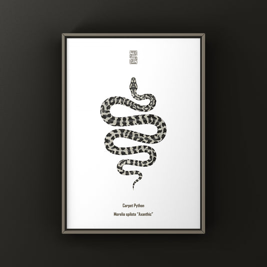 Axanthic Carpet Python art print by The Silk Ranch featuring a detailed snake illustration