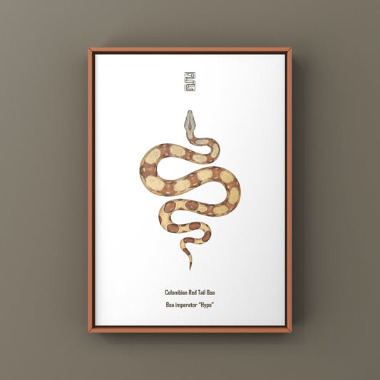Hypo Colombian Red Tail Boa (Boa imperator) Art Print from The Silk Ranch