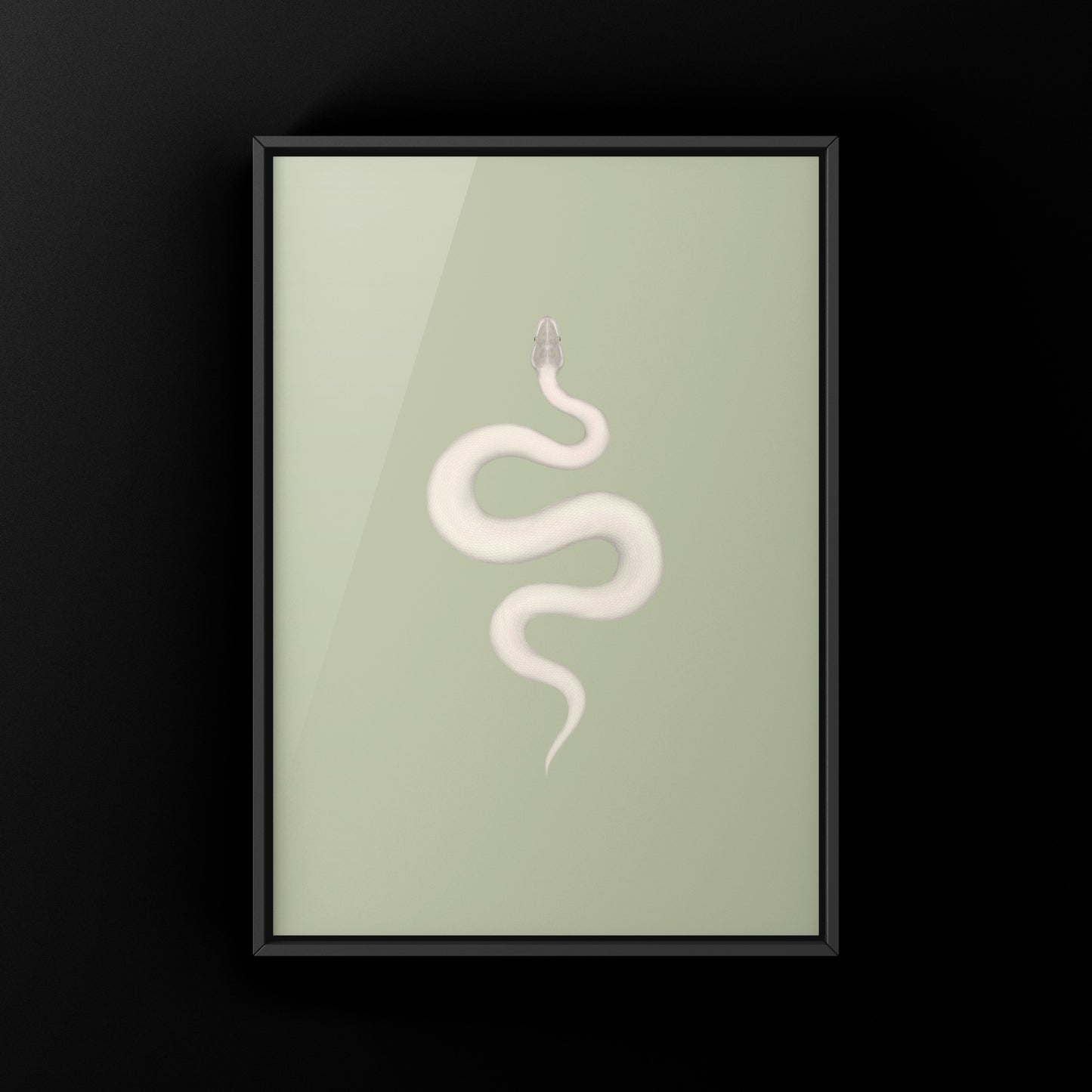 Super Mojave Ball Python (Python regius) Art Print from The Silk Ranch