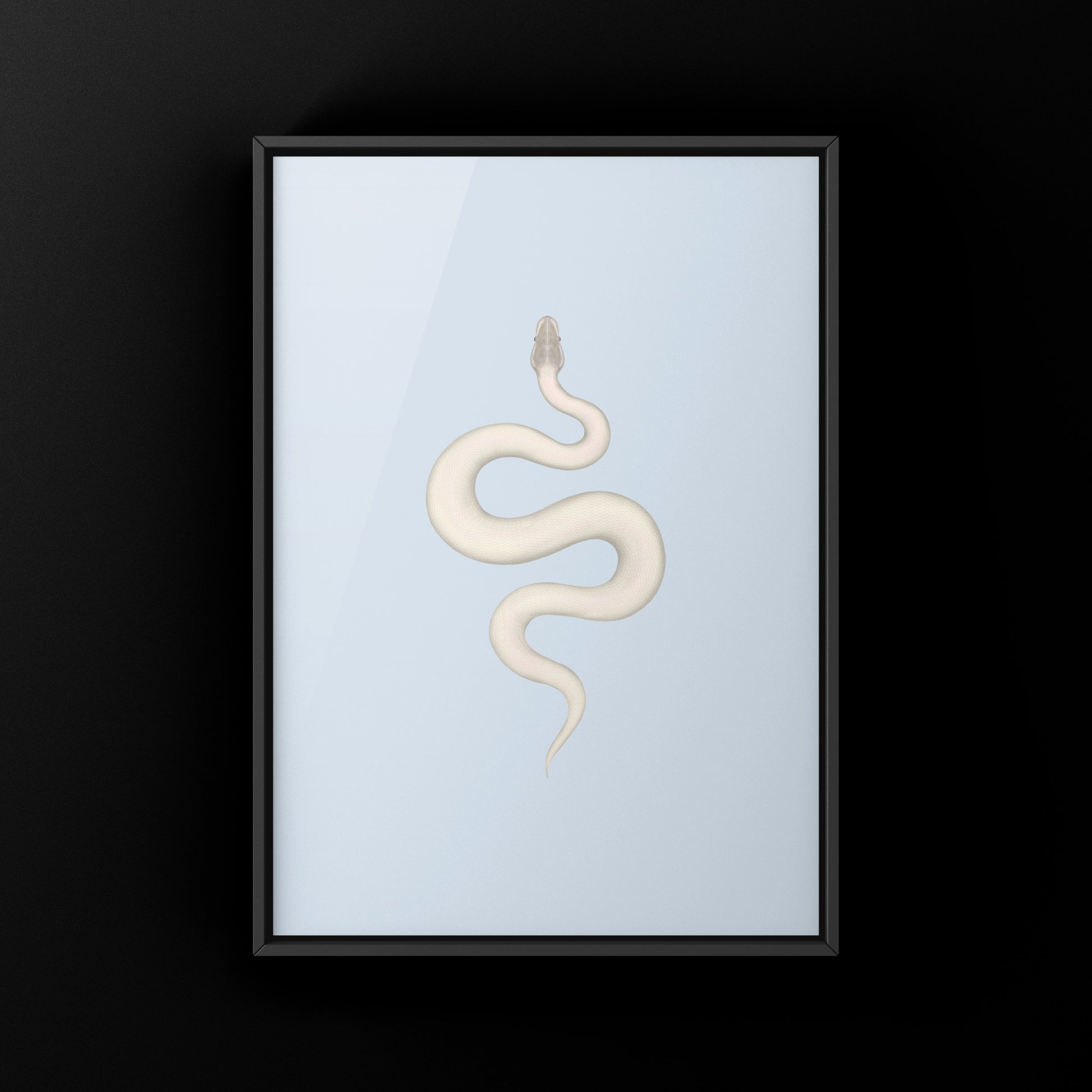 Super Mojave Ball Python (Python regius) Art Print from The Silk Ranch