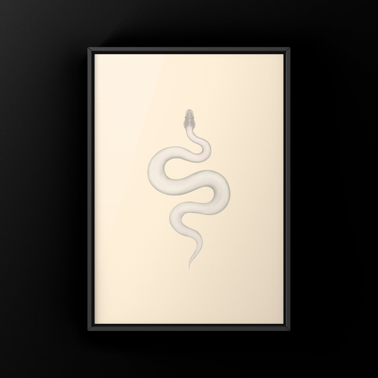 Super Mojave Ball Python (Python regius) Art Print from The Silk Ranch