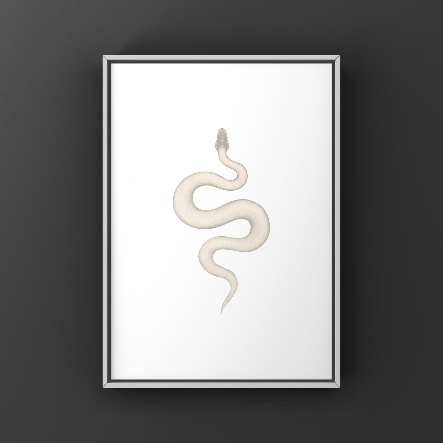 Super Mojave Ball Python (Python regius) Art Print from The Silk Ranch