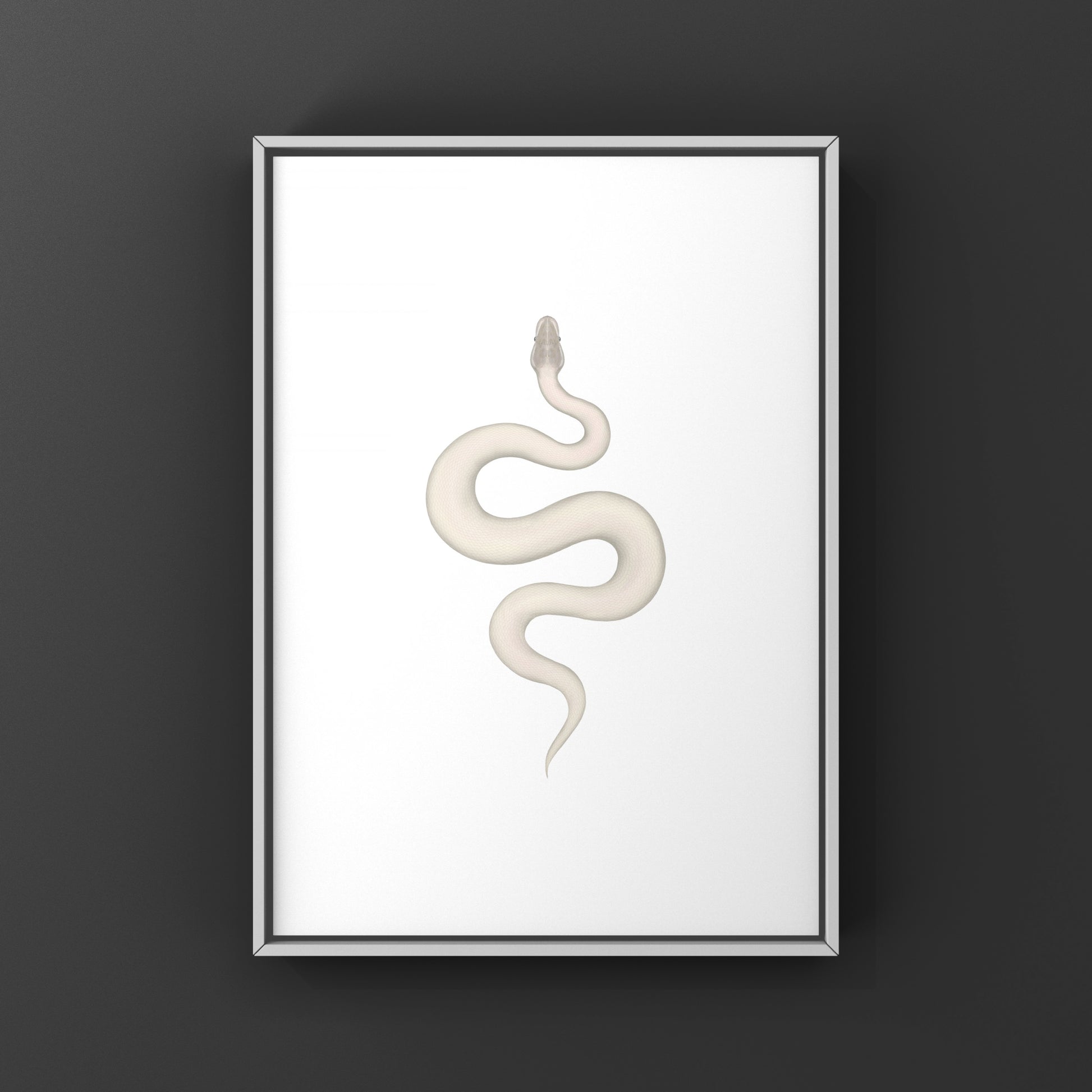 Super Mojave Ball Python (Python regius) Art Print from The Silk Ranch