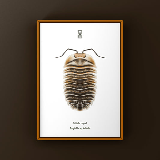 Valhalla Isopod art print by The Silk Ranch featuring Troglodillo sp. Valhalla illustration