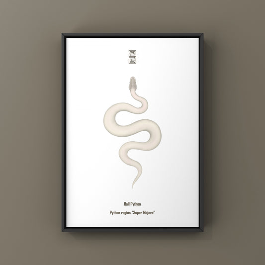 Super Mojave Ball Python (Python regius) Art Print from The Silk Ranch
