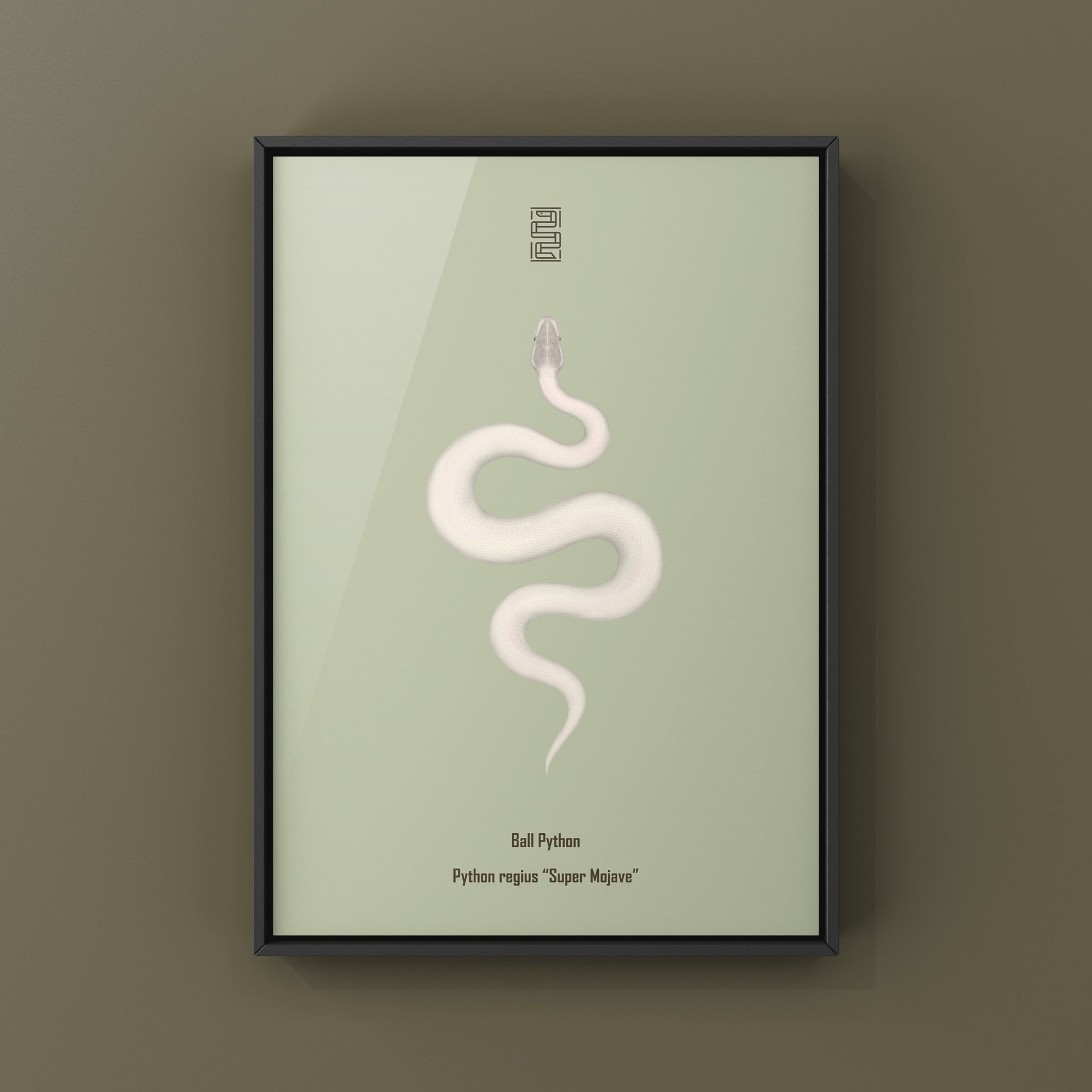 Super Mojave Ball Python (Python regius) Art Print from The Silk Ranch