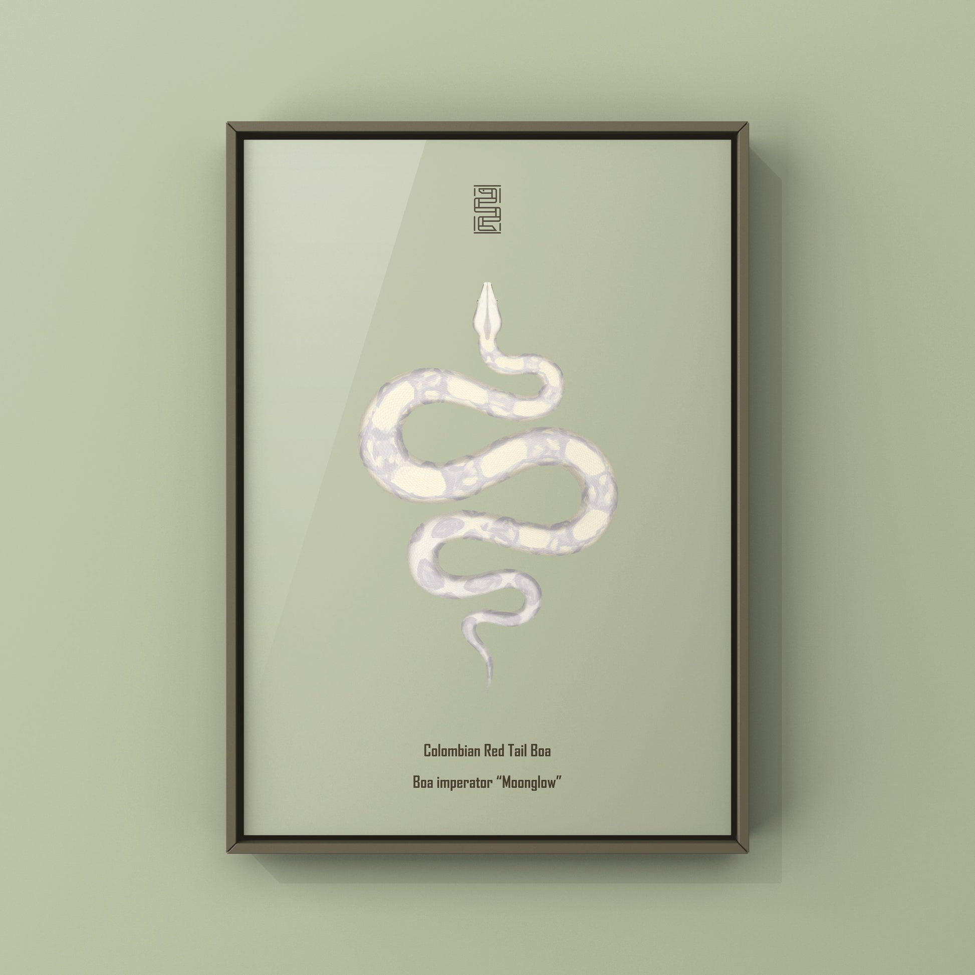 Colombian Red Tail Boa art print featuring a detailed illustration of the Boa imperator species from The Silk Ranch.