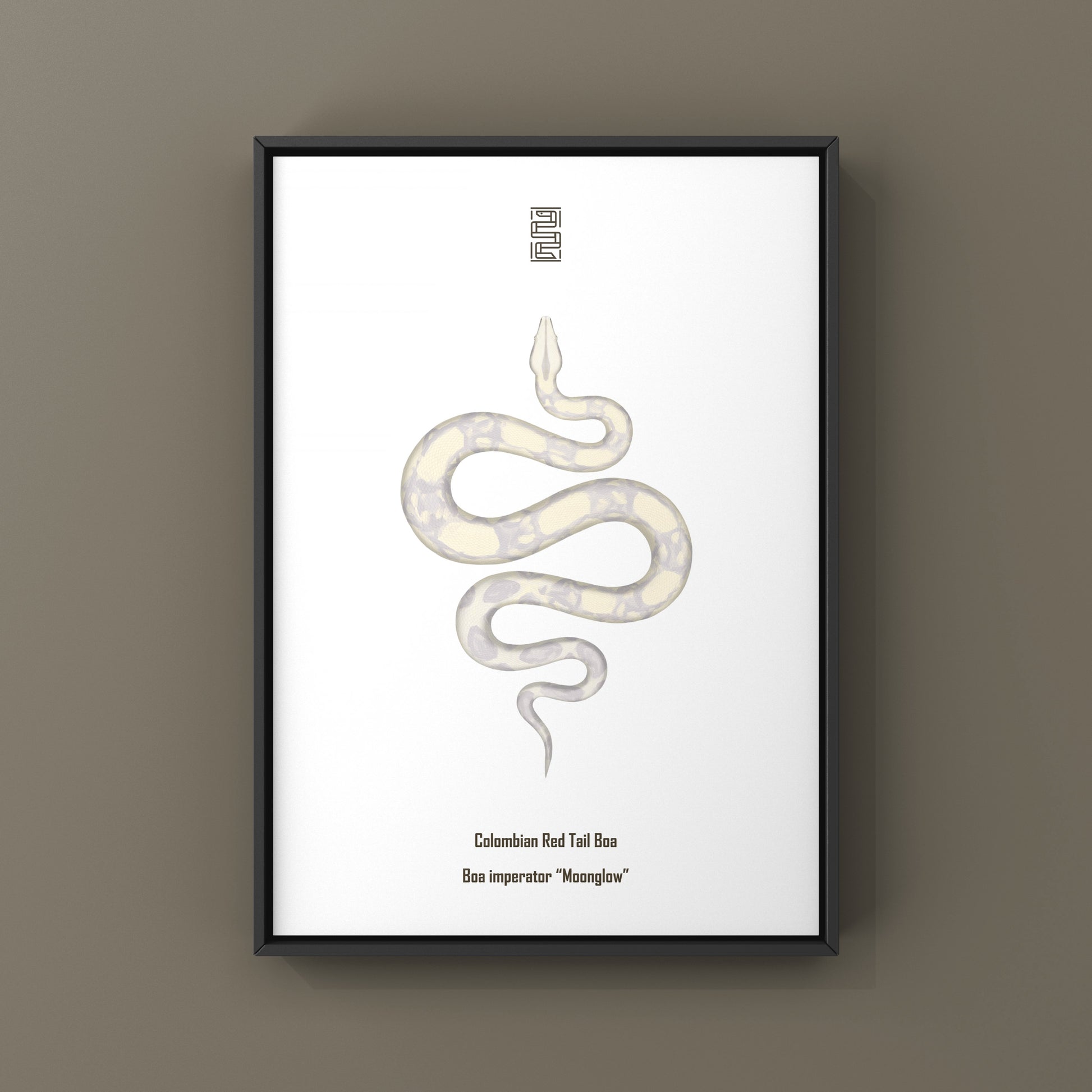 Colombian Red Tail Boa art print by The Silk Ranch showing a detailed illustration of a Boa imperator with vibrant red tail.