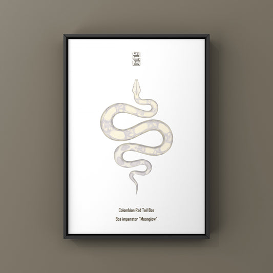 Moonglow Colombian Red Tail Boa (Boa imperator) Art Print from The Silk Ranch