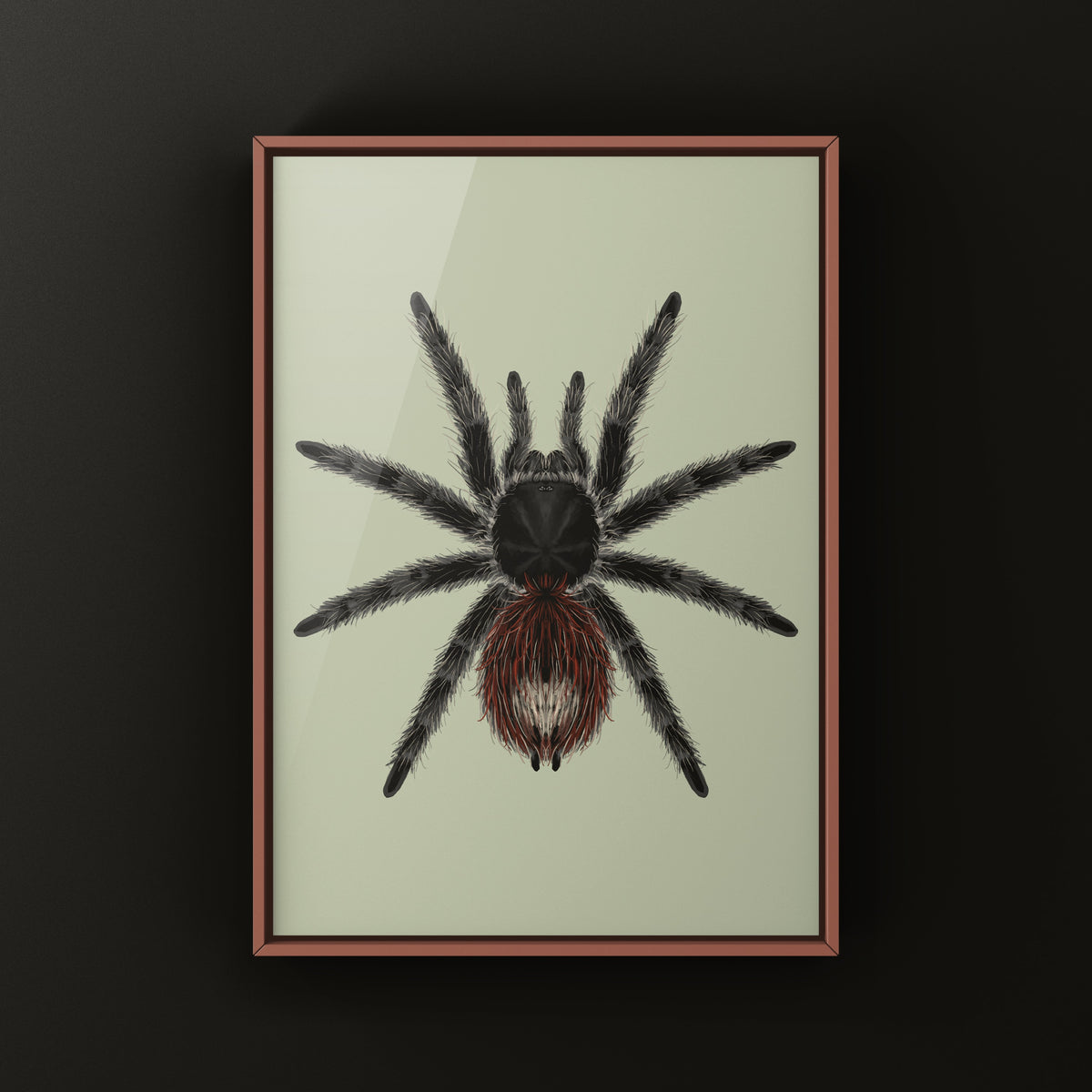 Brazilian Wooly Tarantula art print by The Silk Ranch, featuring Grammostola actaeon spider illustration