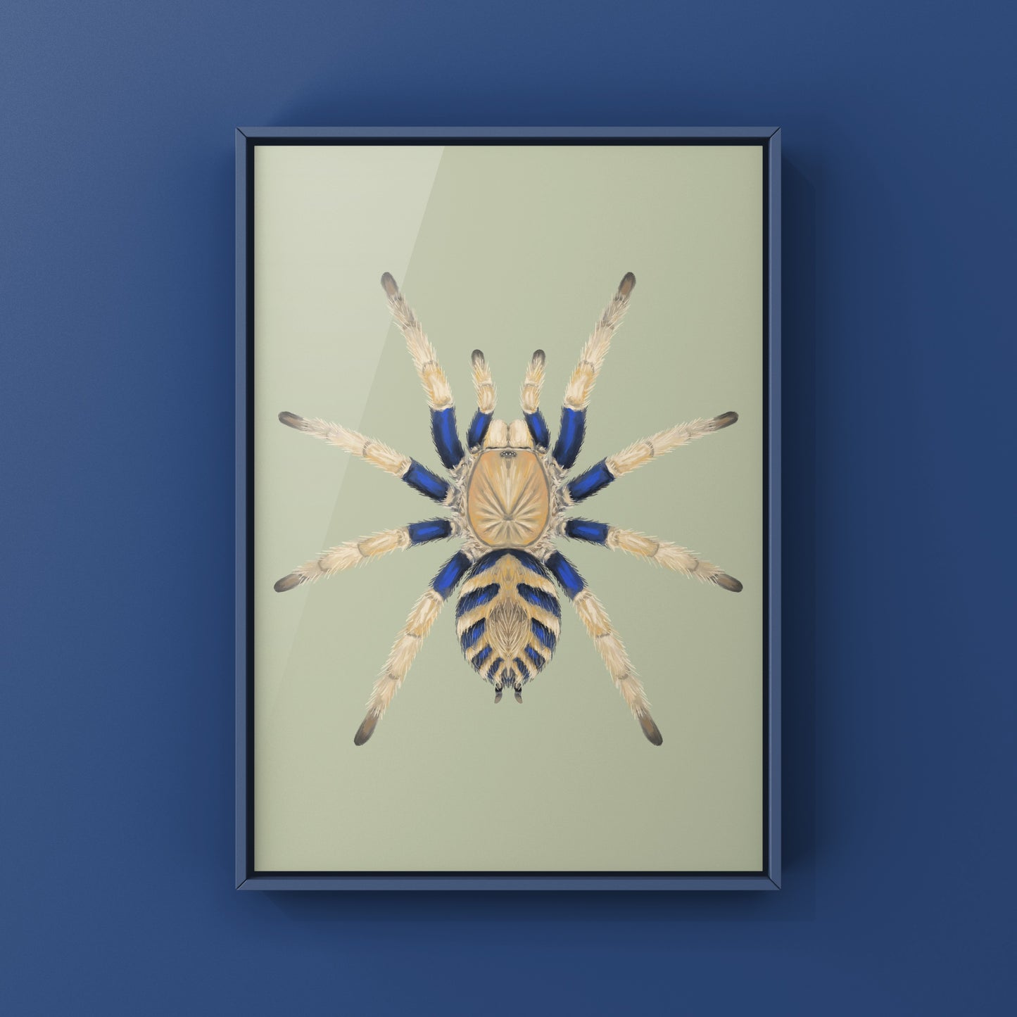 Anqasha Tiger Rump Tarantula (Anqasha picta) Art Print from The Silk Ranch