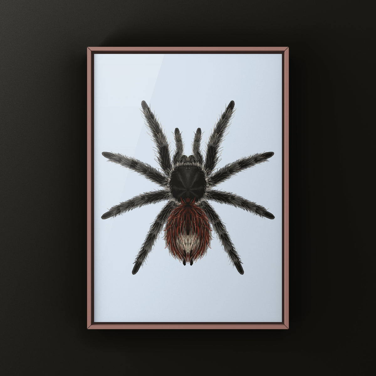 Brazilian Wooly Tarantula art print by The Silk Ranch, featuring Grammostola actaeon on a white background