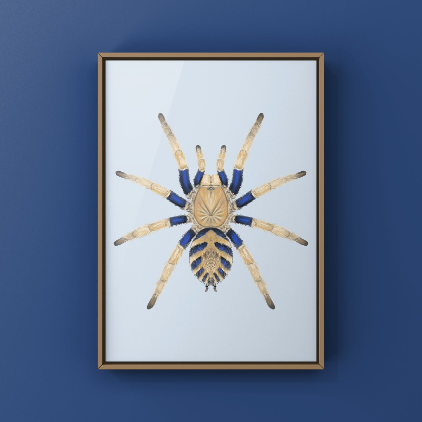 Anqasha Tiger Rump Tarantula (Anqasha picta) Art Print from The Silk Ranch