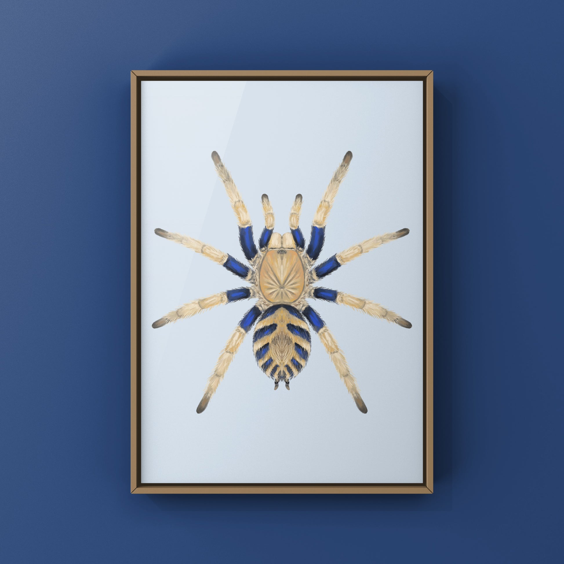 Anqasha Tiger Rump Tarantula (Anqasha picta) Art Print from The Silk Ranch