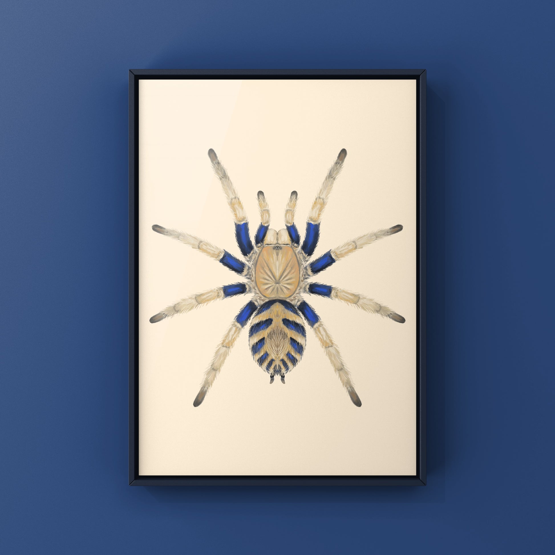 Anqasha Tiger Rump Tarantula (Anqasha picta) Art Print from The Silk Ranch