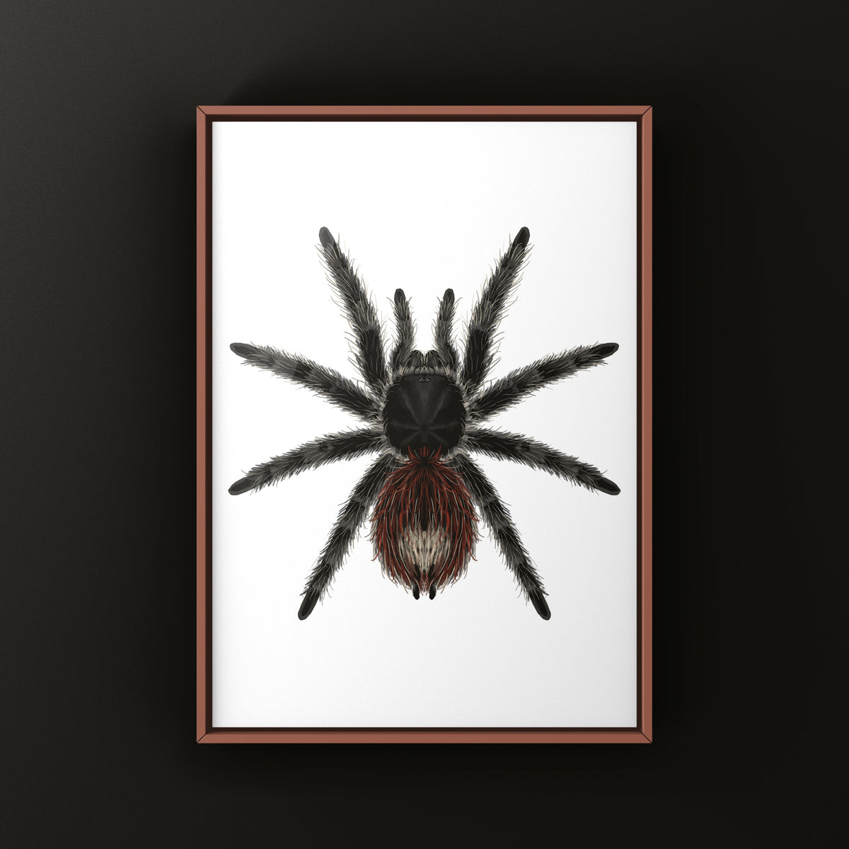 Brazilian Wooly Tarantula art print by The Silk Ranch, featuring Grammostola actaeon close-up artwork