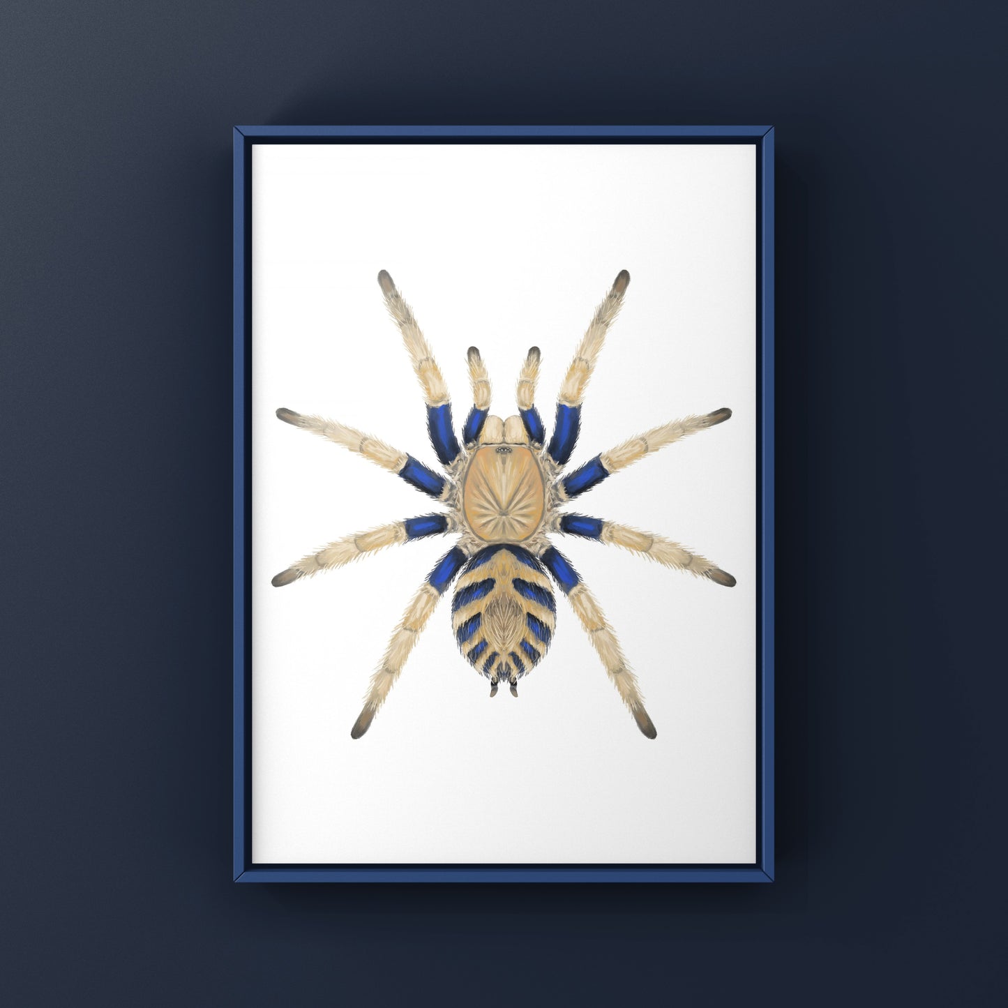 Anqasha Tiger Rump Tarantula (Anqasha picta) Art Print from The Silk Ranch