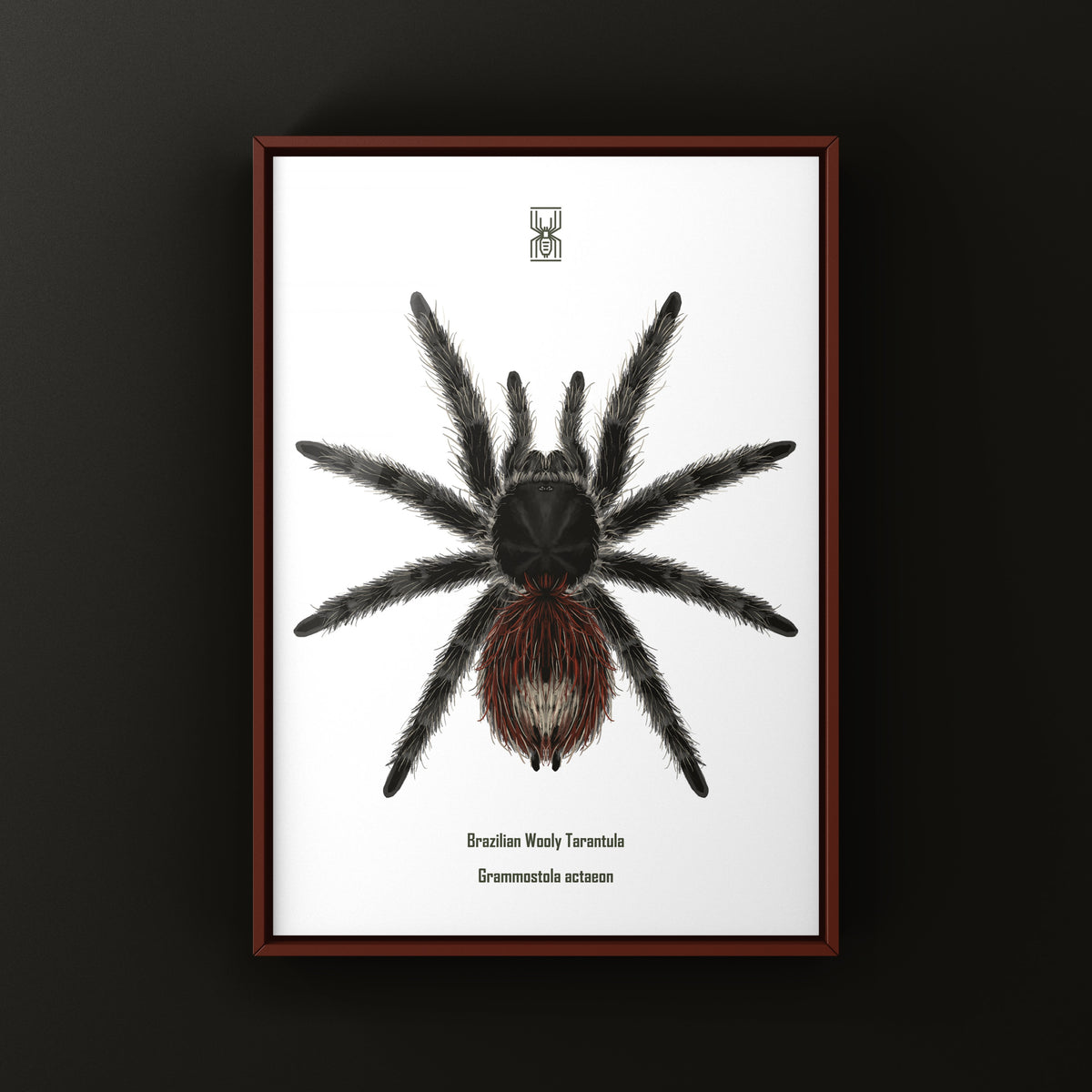 Brazilian Wooly Tarantula art print by The Silk Ranch, featuring Grammostola actaeon spider illustration