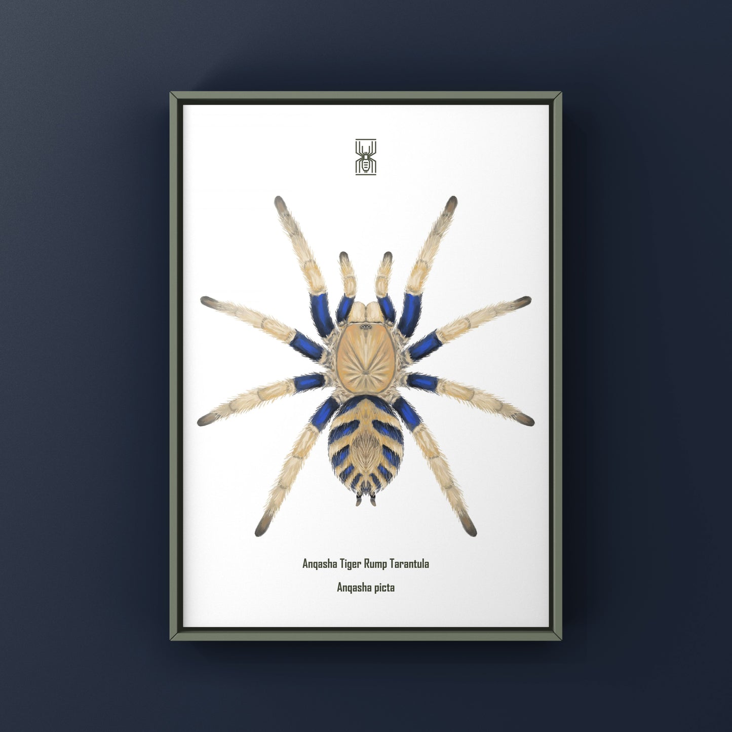 Anqasha Tiger Rump Tarantula (Anqasha picta) Art Print from The Silk Ranch