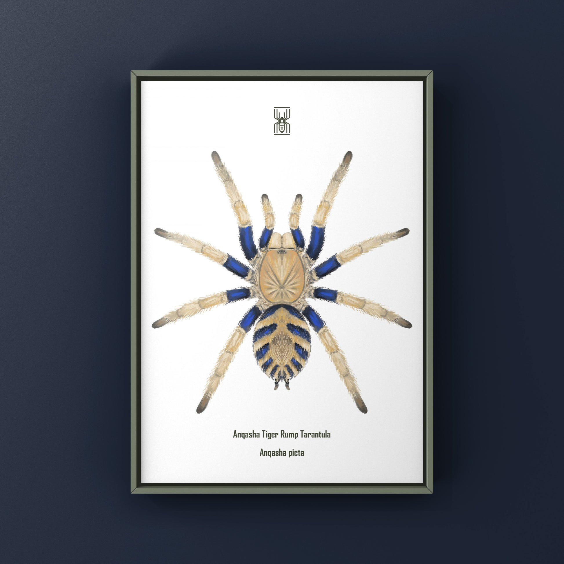 Anqasha Tiger Rump Tarantula (Anqasha picta) Art Print from The Silk Ranch
