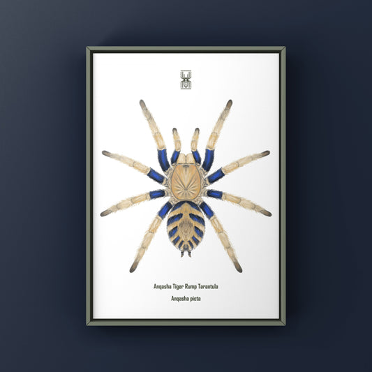 Anqasha Tiger Rump Tarantula (Anqasha picta) Art Print from The Silk Ranch