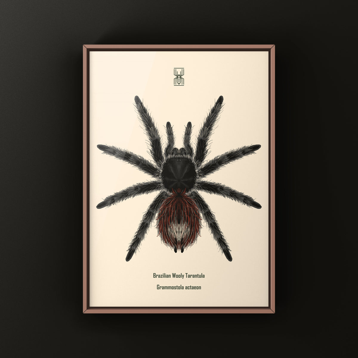 Brazilian Wooly Tarantula art print featuring Grammostola actaeon by The Silk Ranch