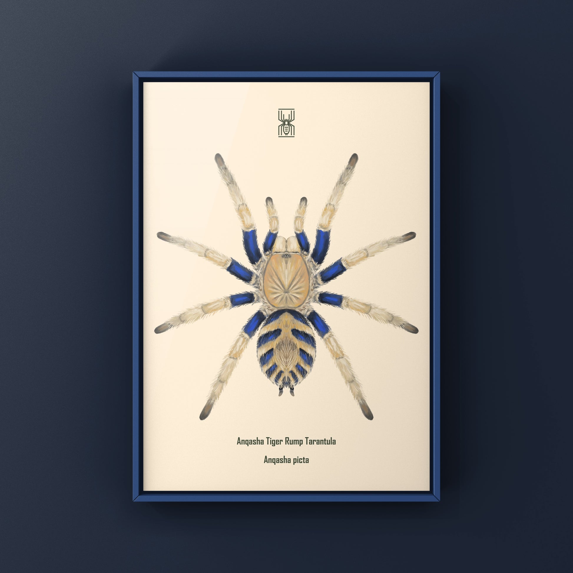 Anqasha Tiger Rump Tarantula (Anqasha picta) Art Print from The Silk Ranch