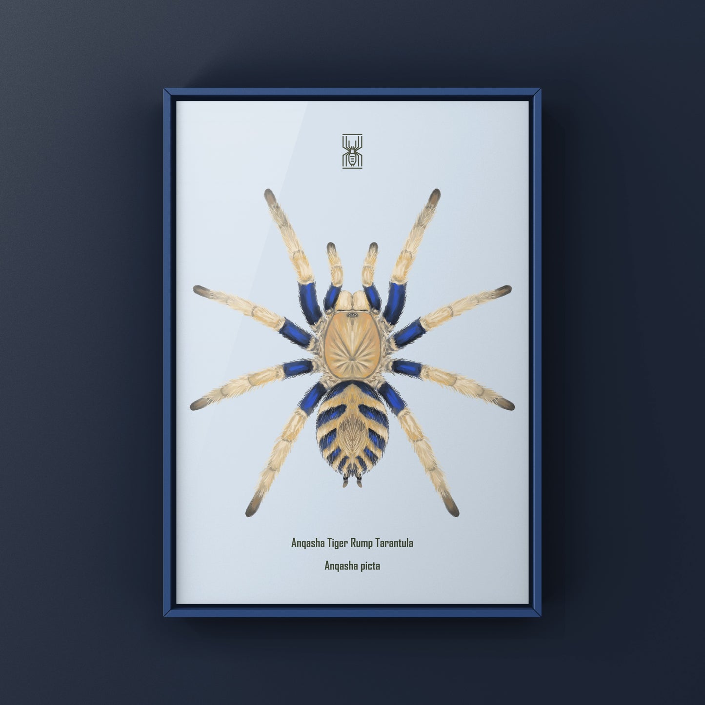 Anqasha Tiger Rump Tarantula (Anqasha picta) Art Print from The Silk Ranch